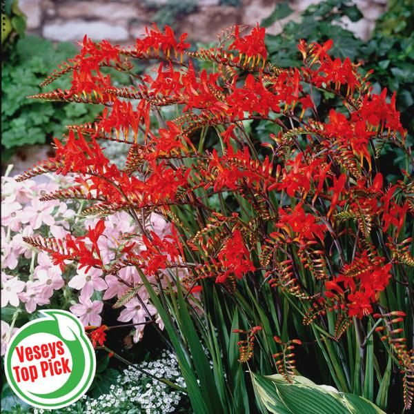 Crocosmia lucifer shop